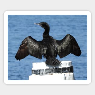 Little Black Cormorant Sticker